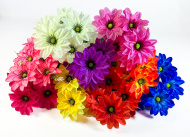 Георгин "Бонжур" 7 цветков