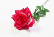 Роза "Бетси" крупная (200)