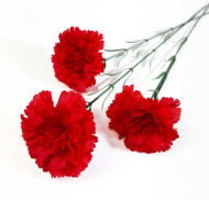 Гвоздика "Парад" LD48 (200)