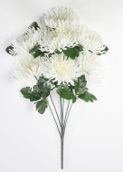 Астра "Кардинал" 7 цветков (20)