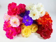 Пионы "Костарика" 6 цветков (20)