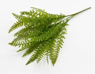 Нефролепис возвышенный (20)