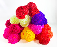 Шафран "Супер гигант" 6 цветков