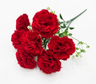 Гвоздика "Аристократ" 7 цветков (20)