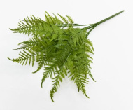 Даваллия Мариса (20)