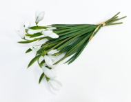 Подснежник, цена за букет из 5 веток (24)