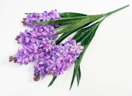 Гиацинт 5 соцветий AC29 (10)