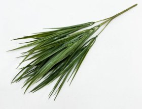 Осока "Дачная" (20)