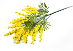Ветка мимозы