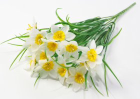 Нарциссы 18 цветков (40)