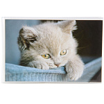 Ф/альбом 36ф 10х15 ПП карм. мягкая обложка 76965