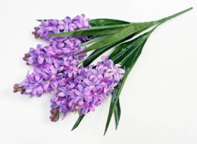 Гиацинт 5 соцветий AC29 (10)